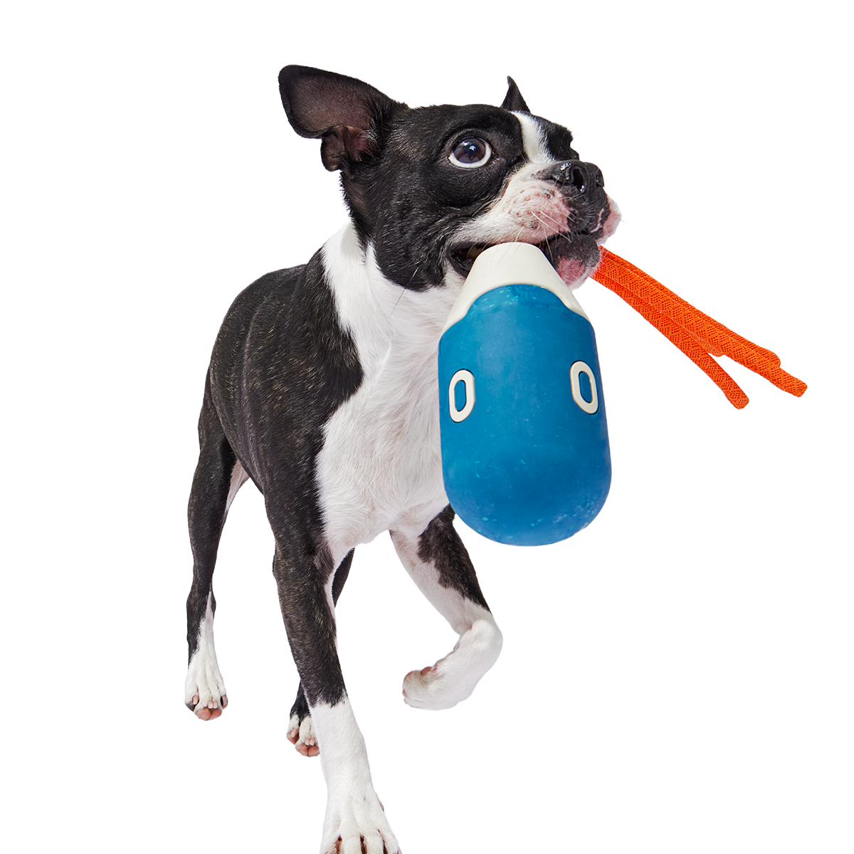 Squidwhip Super Chewer Durable Tug Dog Toy - Image 3