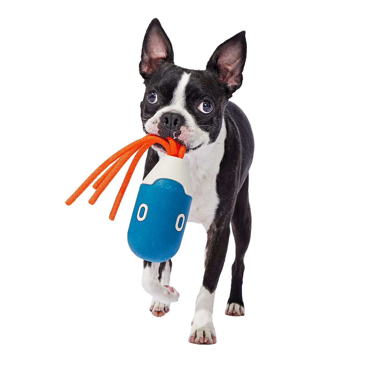 Squidwhip Super Chewer Durable Tug Dog Toy - Image 2