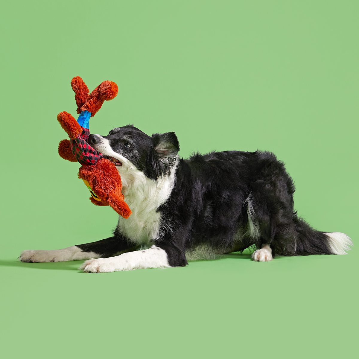 Teen Woof Plush Extra-Large + Tug Dog Toy - Image 4