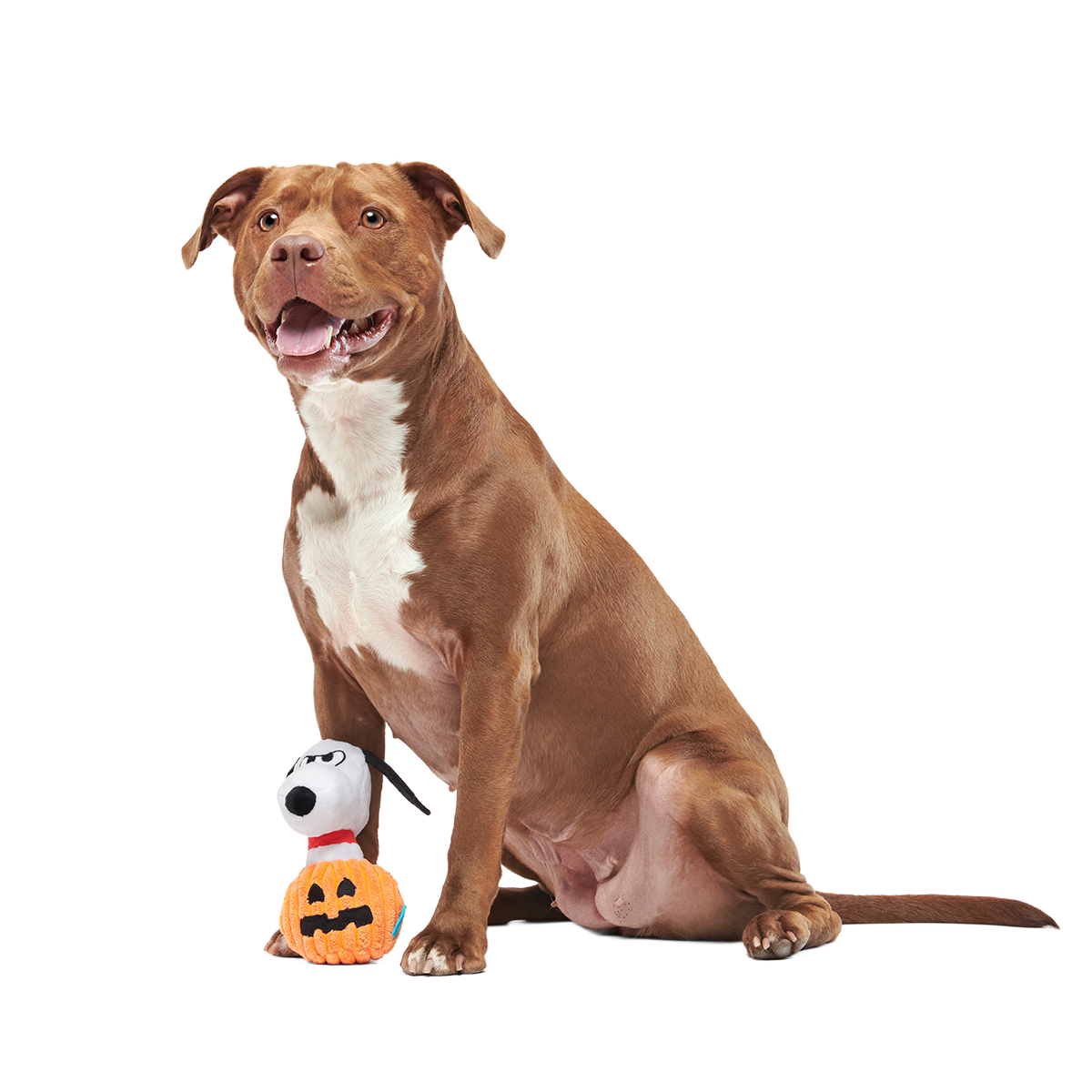 The Amazing BatDog Plush Tug Dog Toy - Image 5