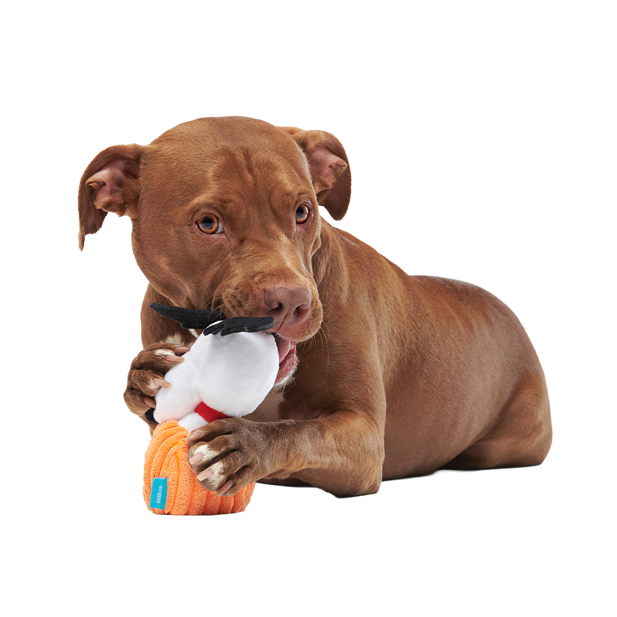 The Amazing BatDog Plush Tug Dog Toy - Image 4