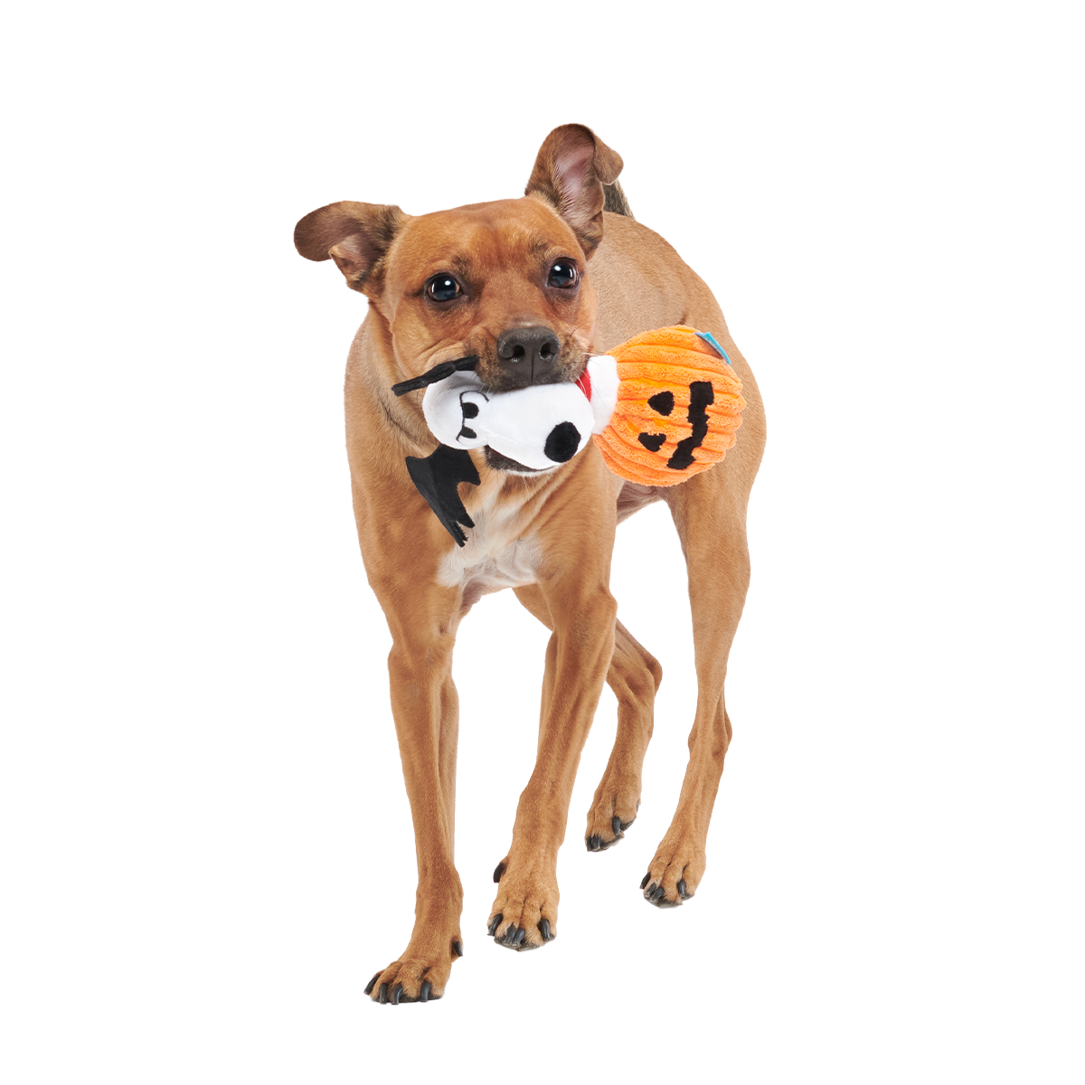 The Amazing BatDog Plush Tug Dog Toy - Image 3