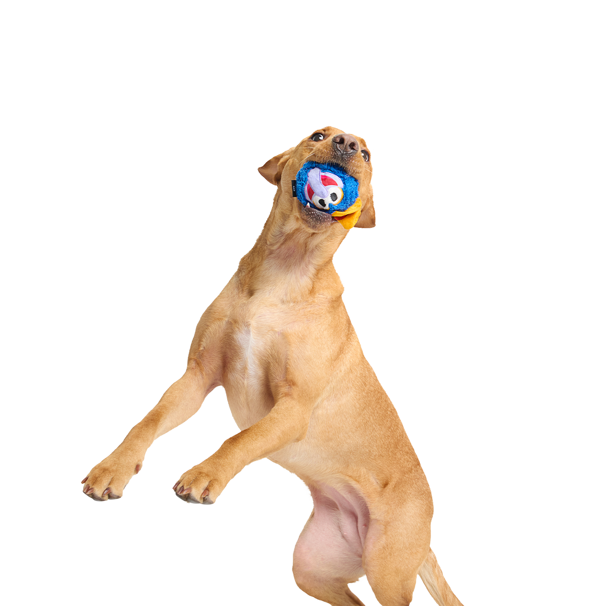 The Great Gonzo as Charles Lick-ens Super Chewer Durable 2-in-1 + Fetch Dog Toy - Image 5