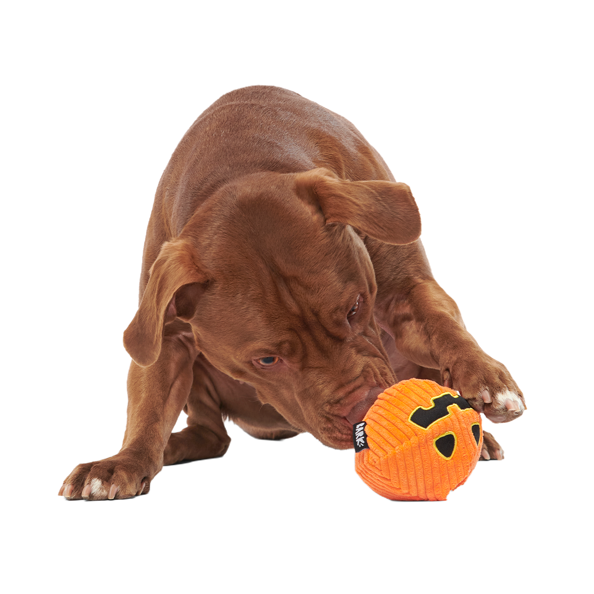 The Grrreat Pumpkin Super Chewer Durable 2-in-1 + Enrichment Dog Toy - Image 5