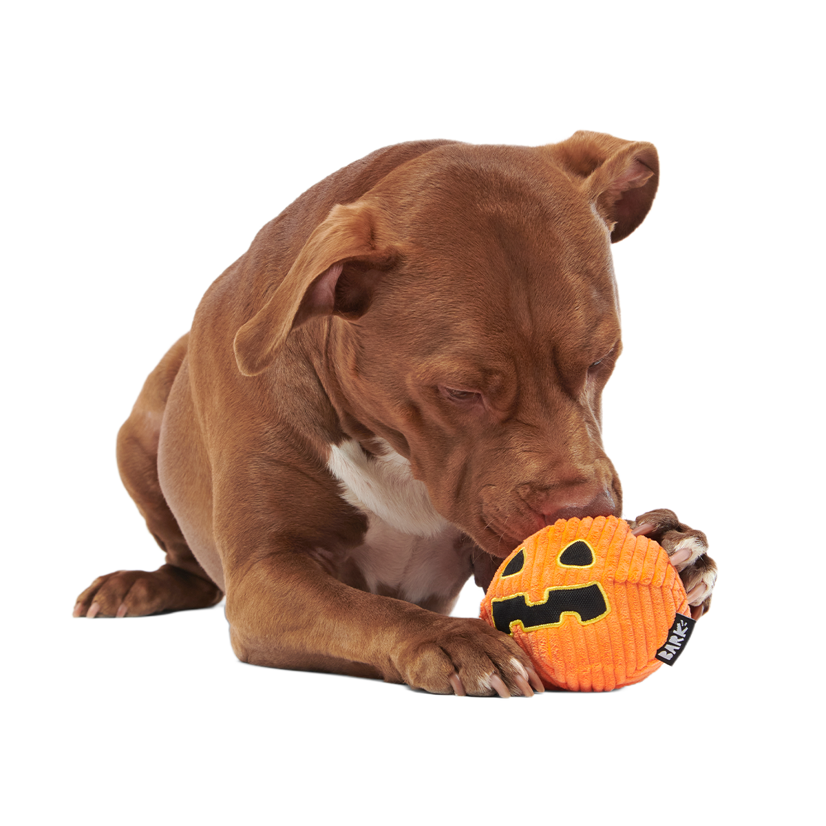 The Grrreat Pumpkin Super Chewer Durable 2-in-1 + Enrichment Dog Toy - Image 4