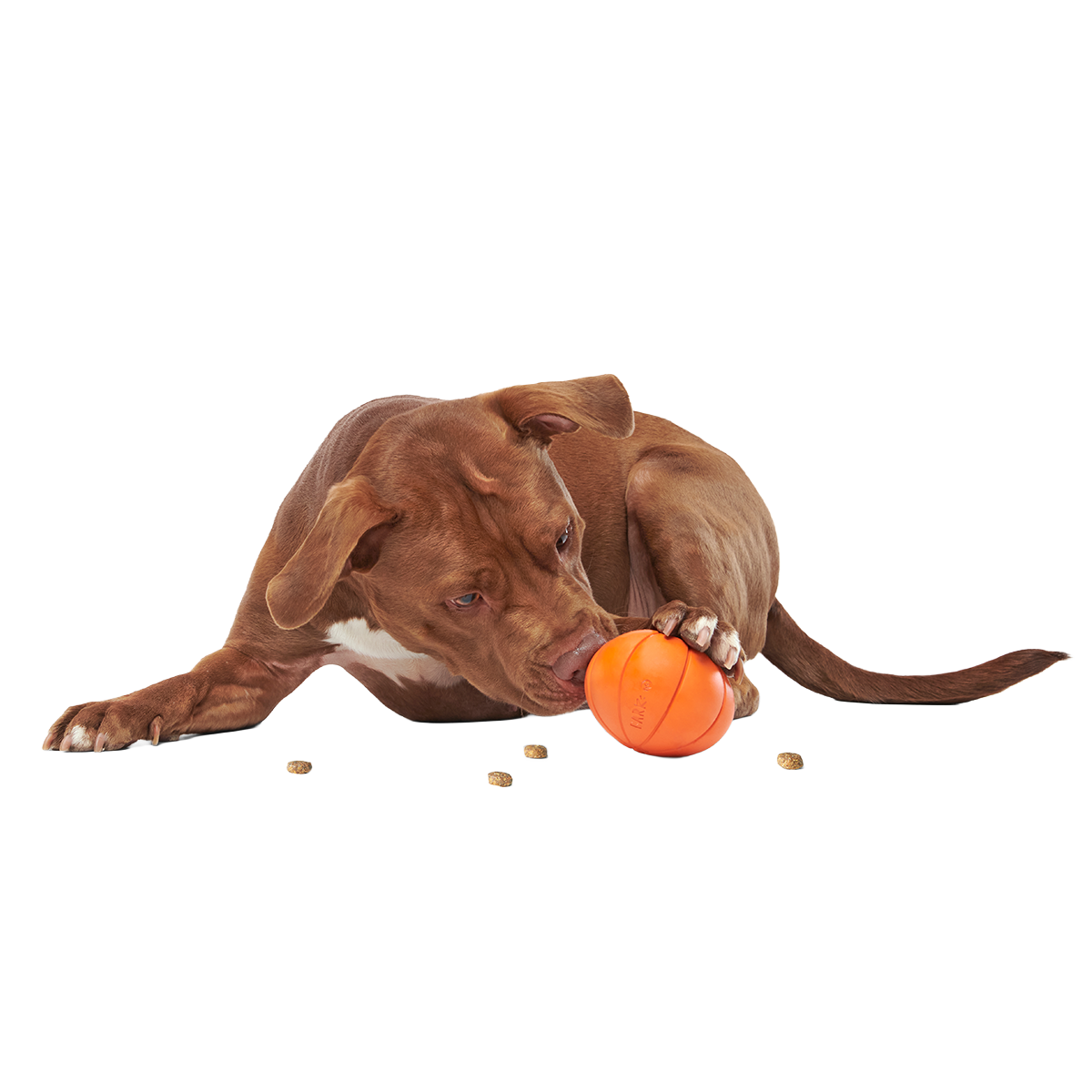 The Grrreat Pumpkin Super Chewer Durable 2-in-1 + Enrichment Dog Toy - Image 3