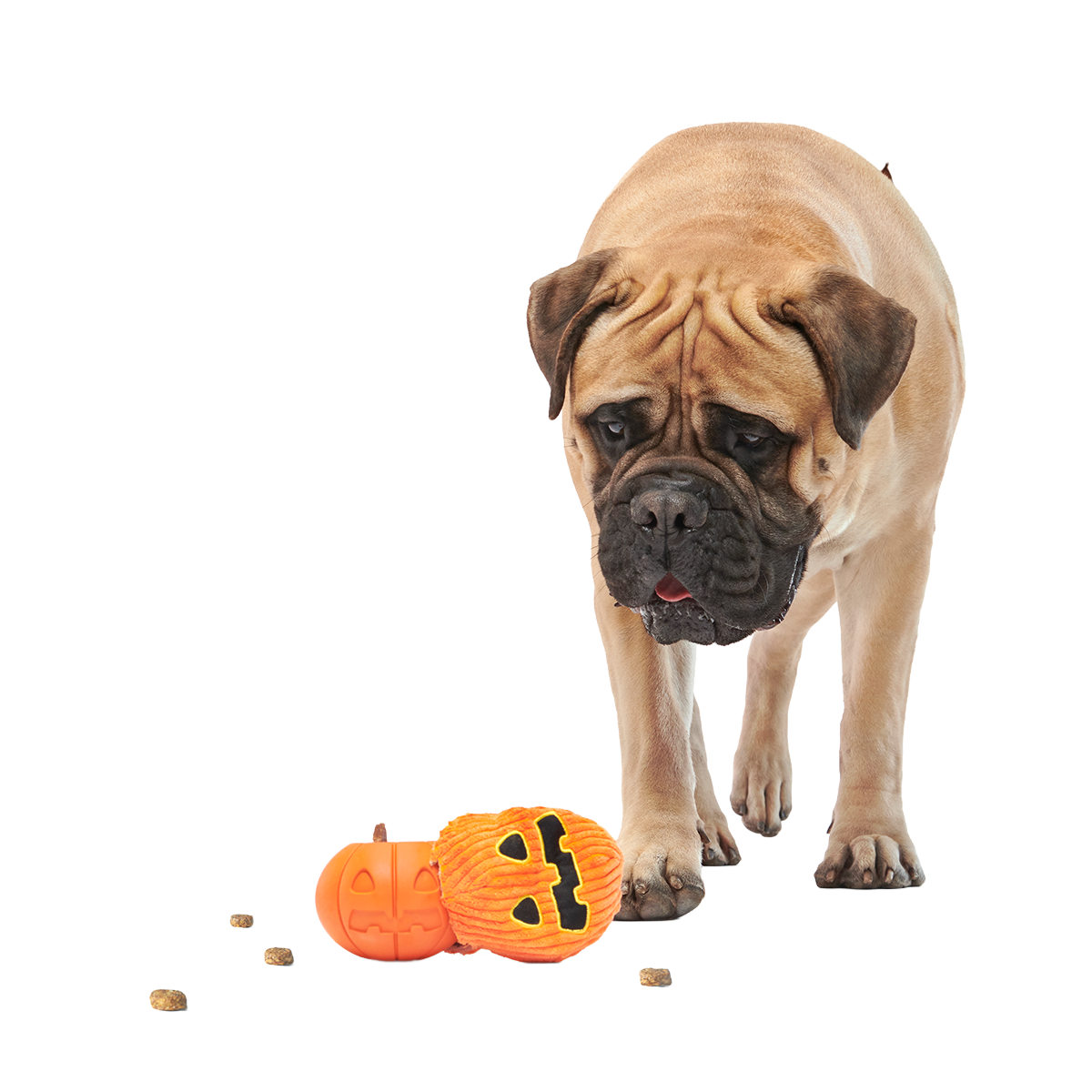 The Grrreat Pumpkin Super Chewer Durable 2-in-1 + Enrichment Dog Toy - Image 2