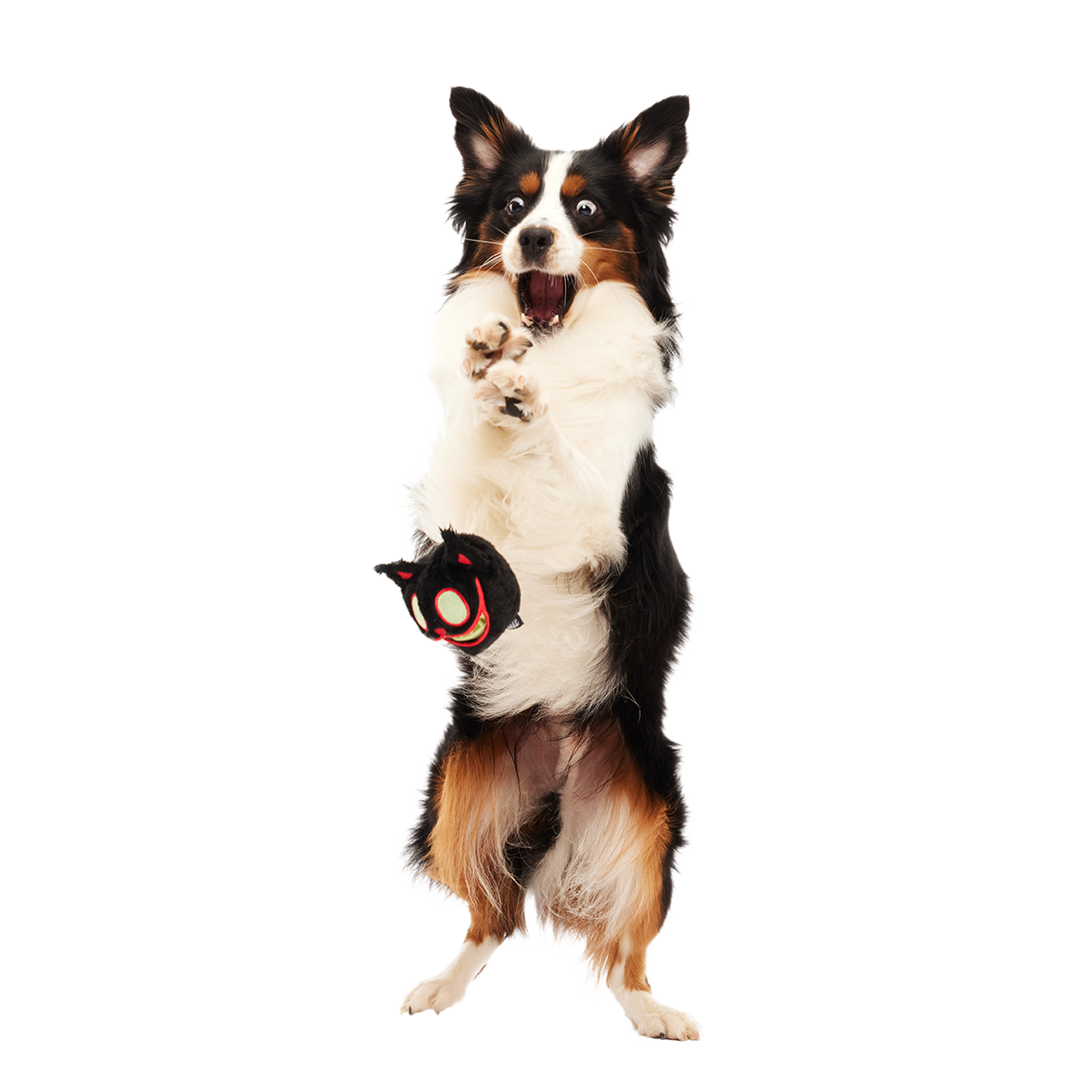 The Nightmeower Super Chewer Durable 2-in-1 + Fetch + Enrichment Dog Toy - Image 3