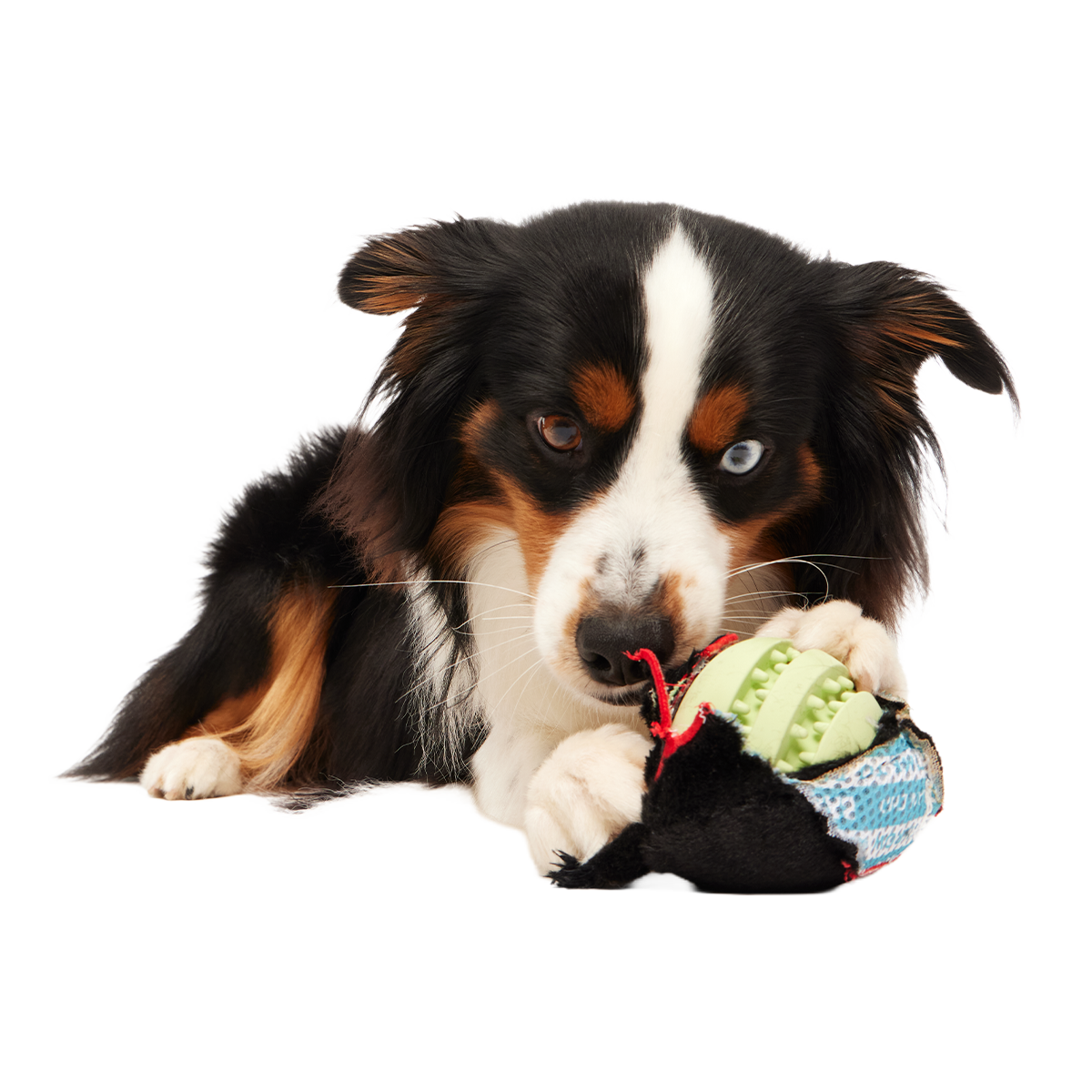 The Nightmeower Super Chewer Durable 2-in-1 + Fetch + Enrichment Dog Toy - Image 2