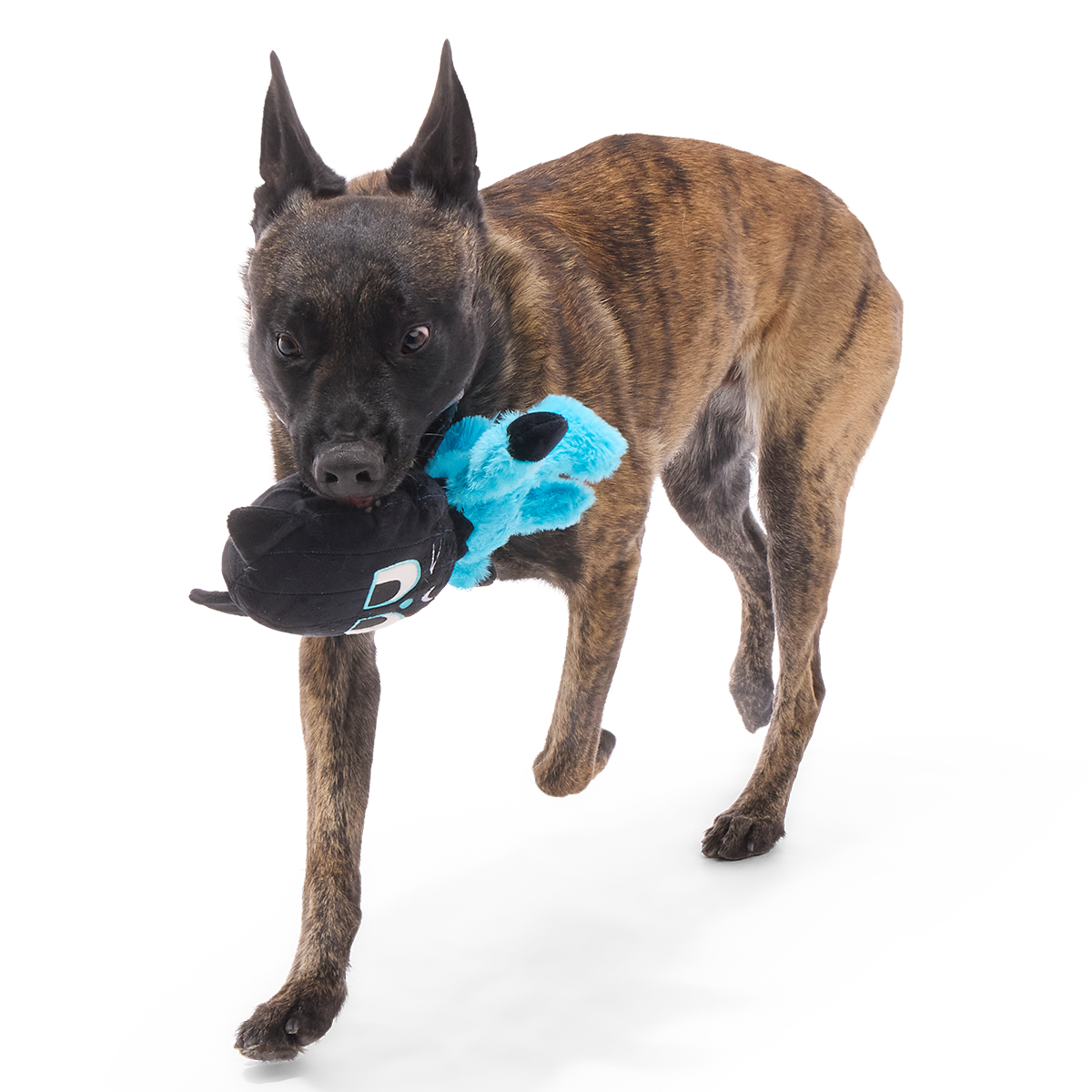 The Purrfect Crime Plush 2-in-1 + Tug Dog Toy - Image 3