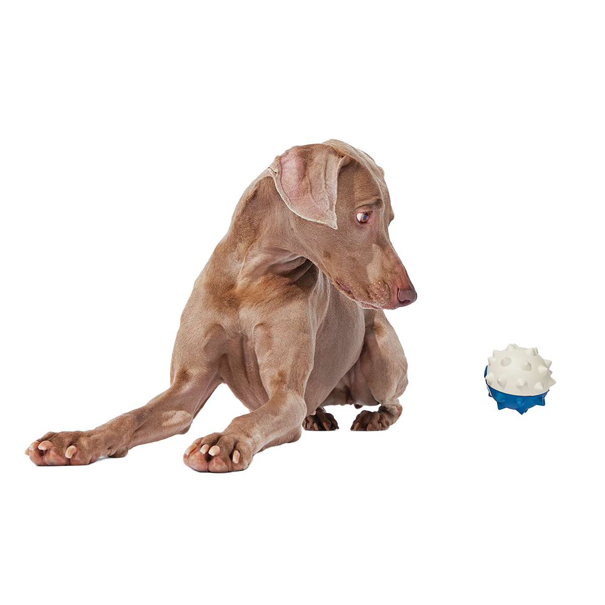 Throwfish Super Chewer Durable Fetch Dog Toy - Image 3