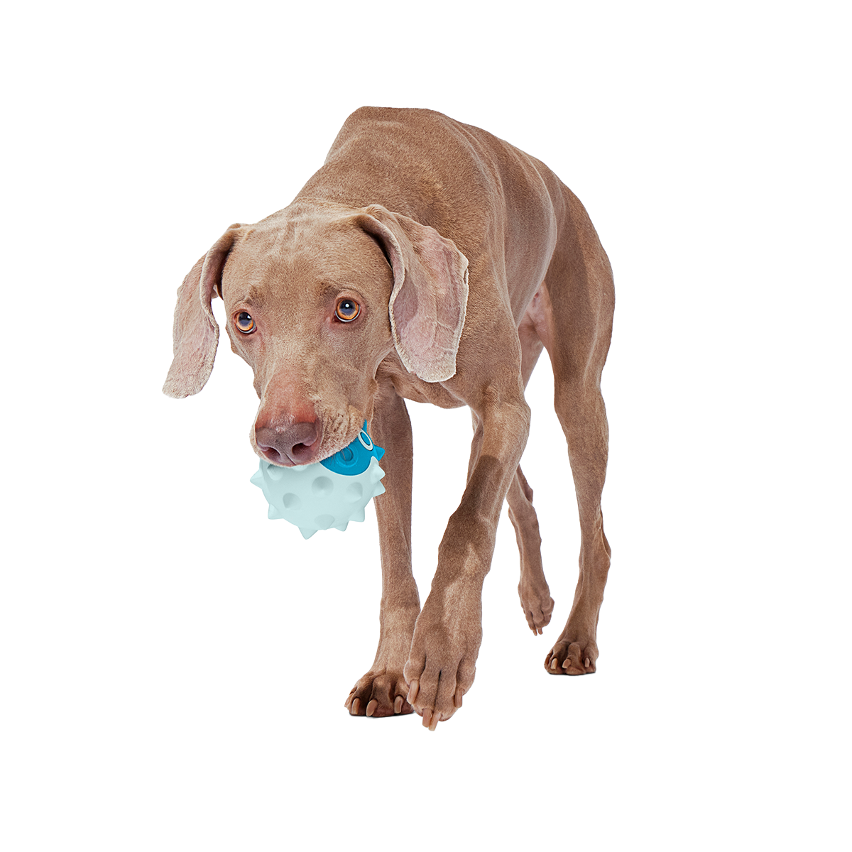 Throwfish Super Chewer Durable Fetch Dog Toy - Image 2