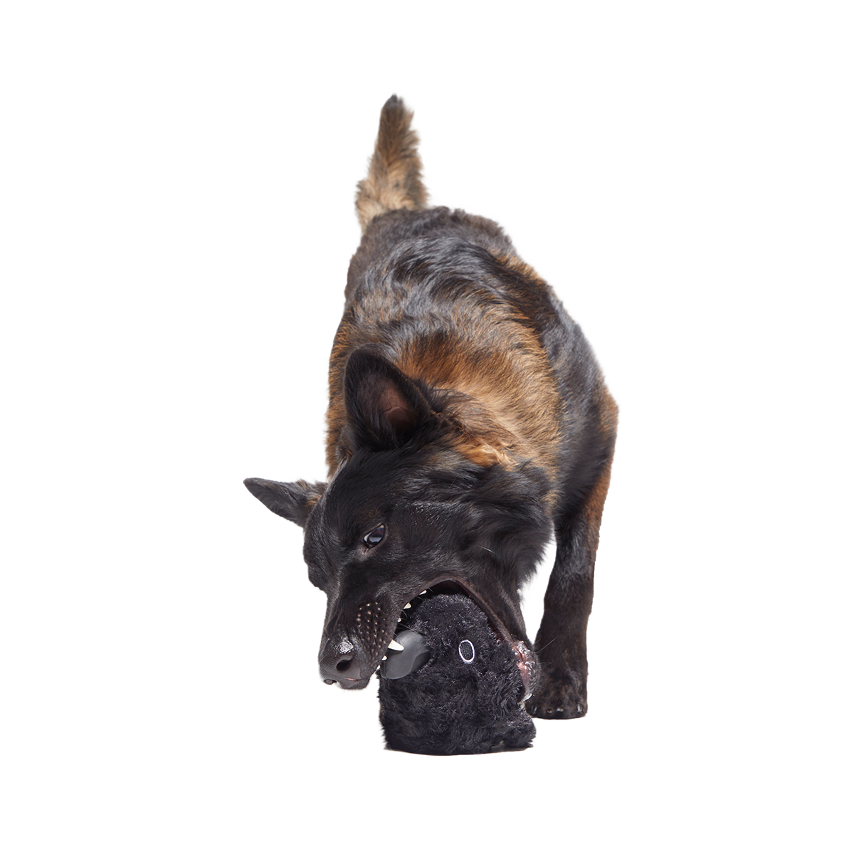 Throwth The Raven Super Chewer Durable 2-in-1 + Enrichment Dog Toy - Image 4