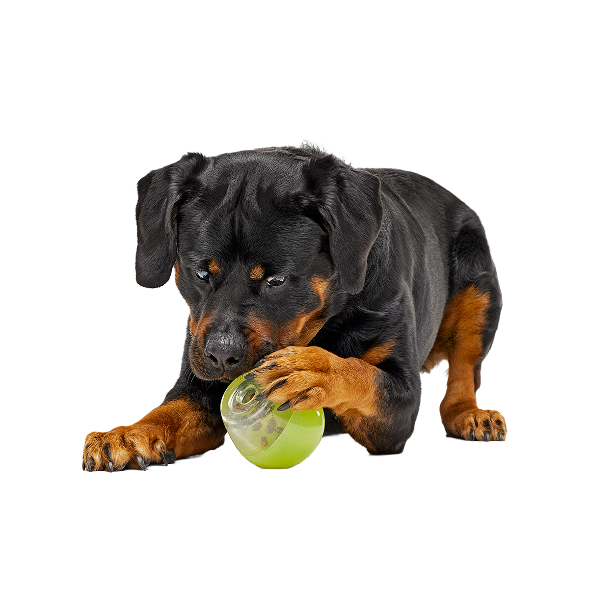 Tipsy Margarita Super Chewer Durable Enrichment Dog Toy - Image 6