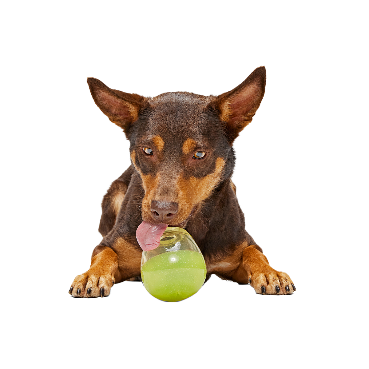 Tipsy Margarita Super Chewer Durable Enrichment Dog Toy - Image 4