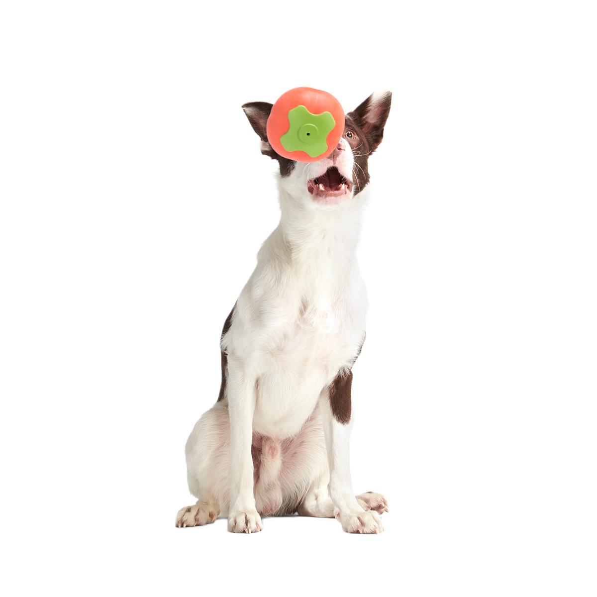 Tomato Tomutto Super Chewer Durable Fetch Dog Toy - Image 3