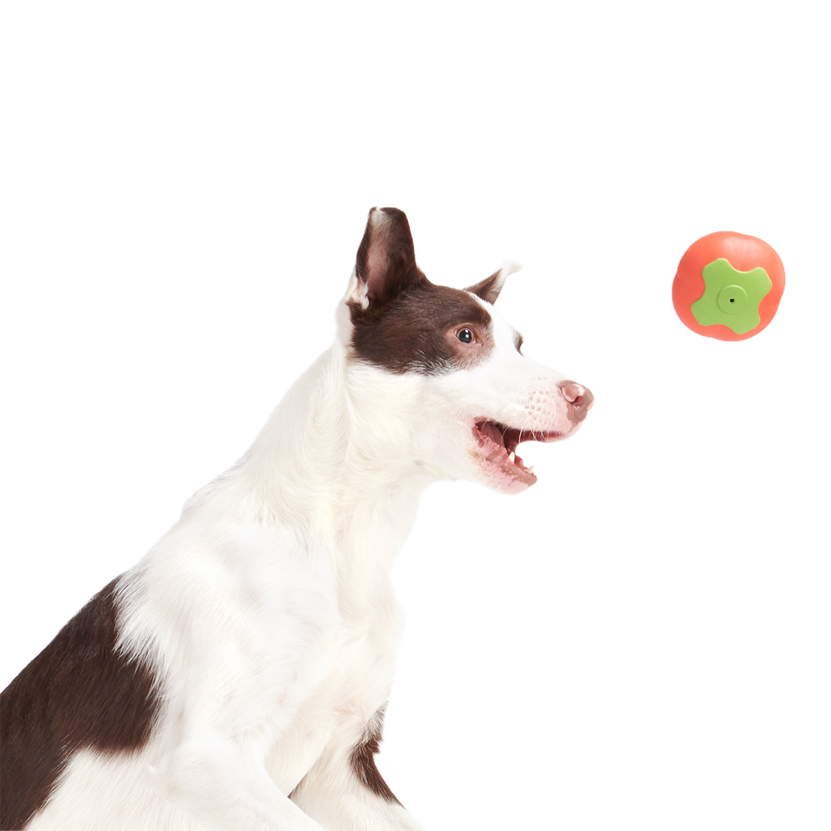 Tomato Tomutto Super Chewer Durable Fetch Dog Toy - Image 5