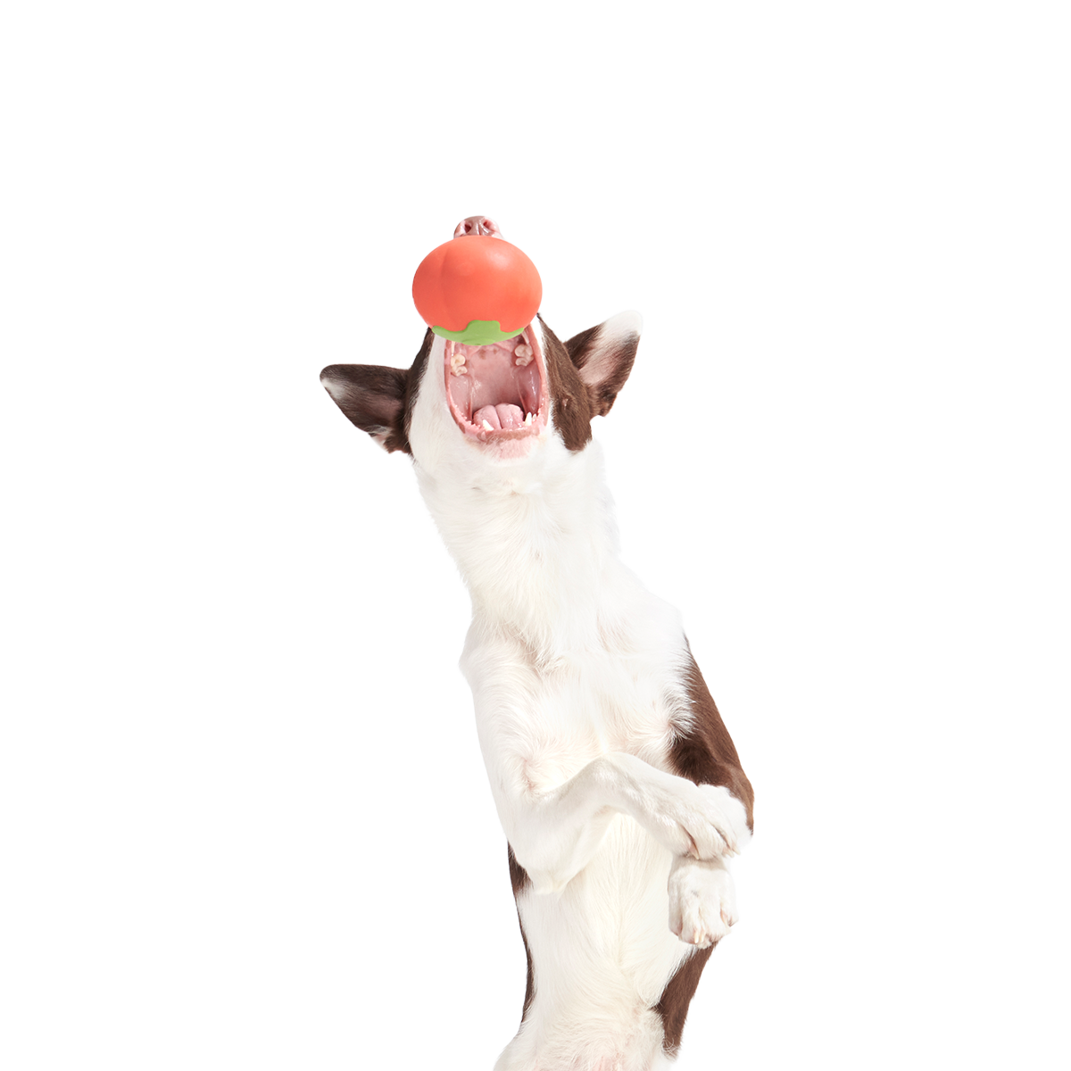 Tomato Tomutto Super Chewer Durable Fetch Dog Toy - Image 2