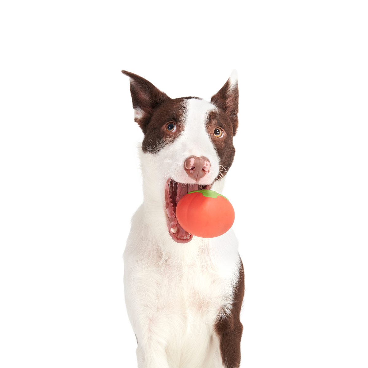Tomato Tomutto Super Chewer Durable Fetch Dog Toy - Image 4