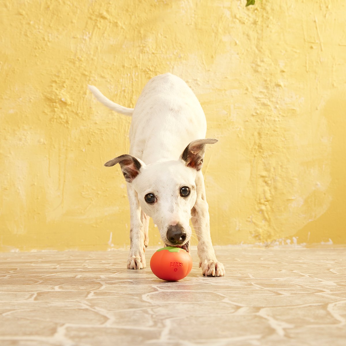 Tomato Tomutto Super Chewer Durable Fetch Dog Toy - Image 7