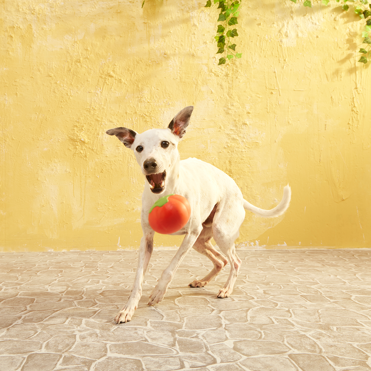 Tomato Tomutto Super Chewer Durable Fetch Dog Toy - Image 6