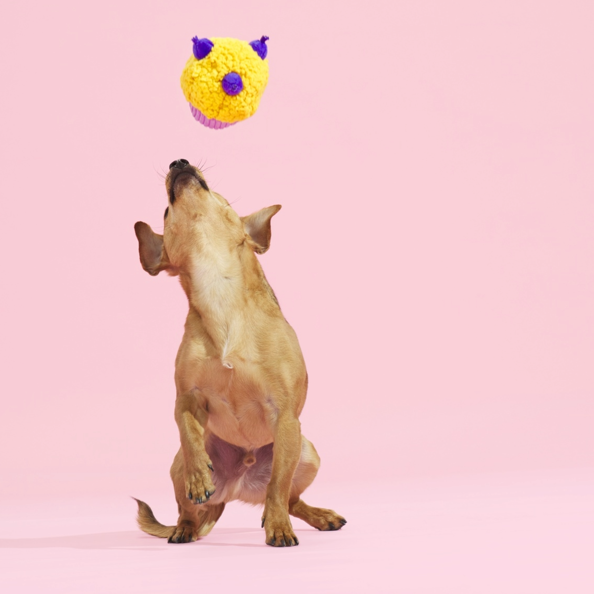 Stuffin' Muffin Plush Fetch Dog Toy - Image 3