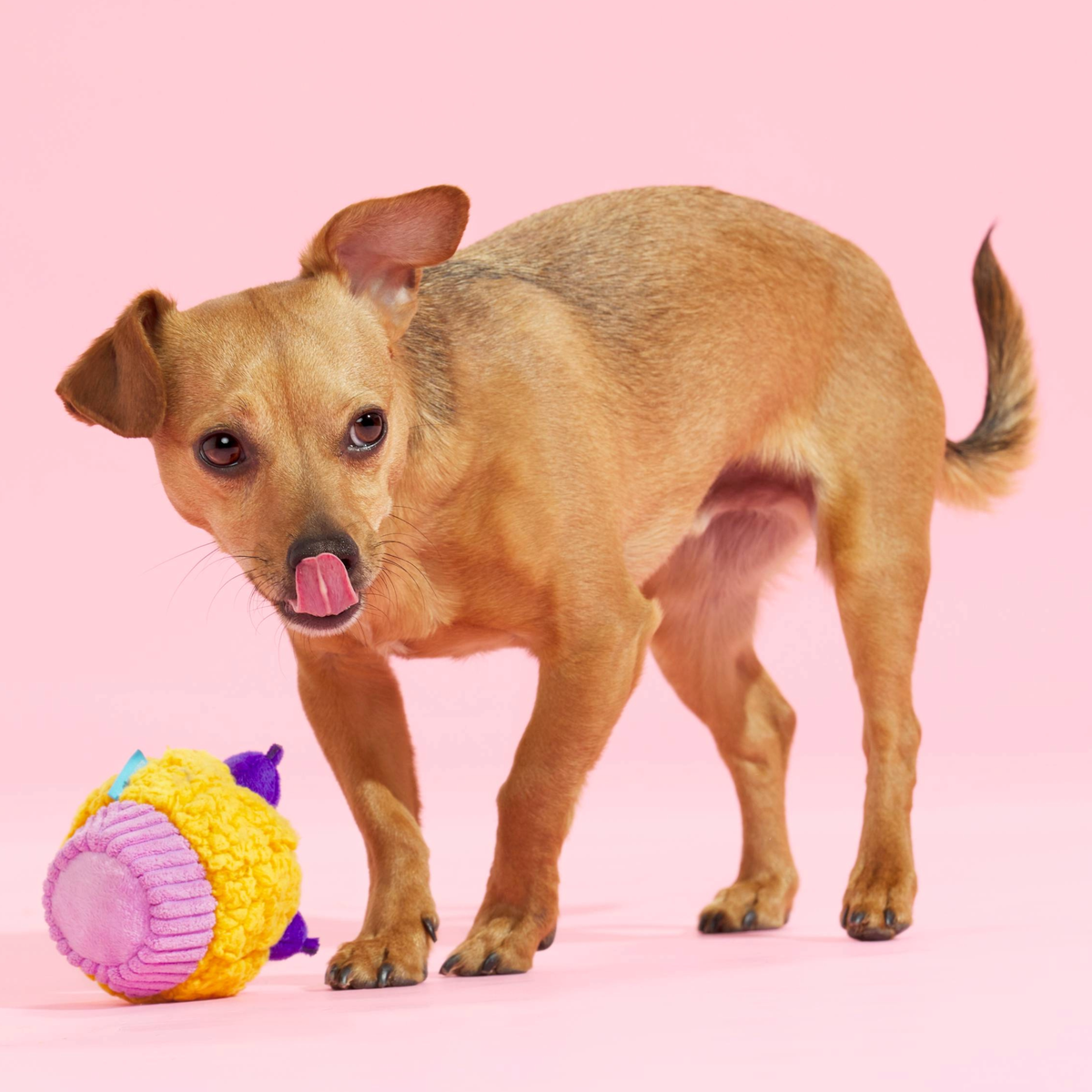 Stuffin' Muffin Plush Fetch Dog Toy - Image 4