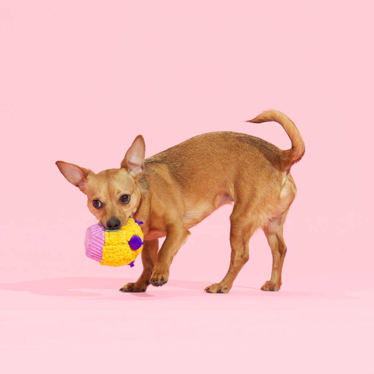 Stuffin' Muffin Plush Fetch Dog Toy - Image 5