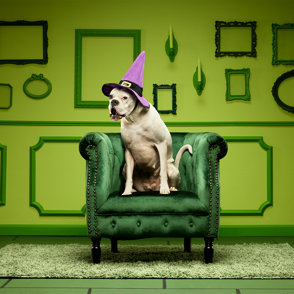 Witch's Scritches Hat Super Chewer Durable Wearable Dog Toy - Image 3