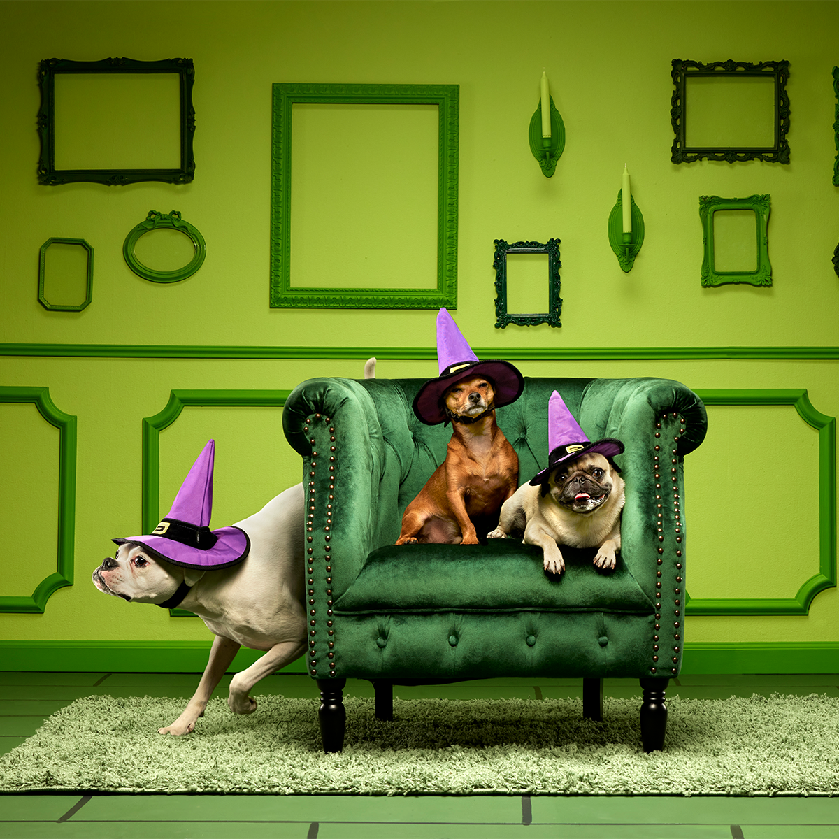 Witch's Scritches Hat Super Chewer Durable Wearable Dog Toy - Image 6