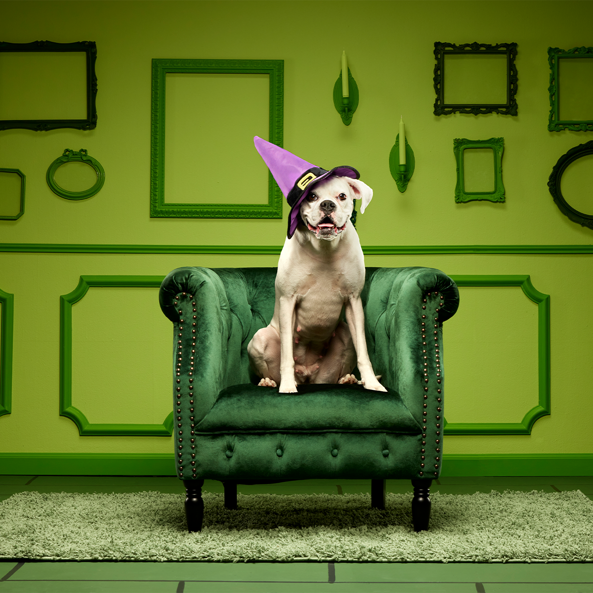 Witch's Scritches Hat Super Chewer Durable Wearable Dog Toy - Image 7