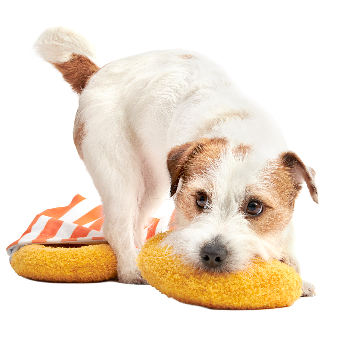 Extra-Large Toy Club. Monthly Plush XL Dog Toys - Image 4