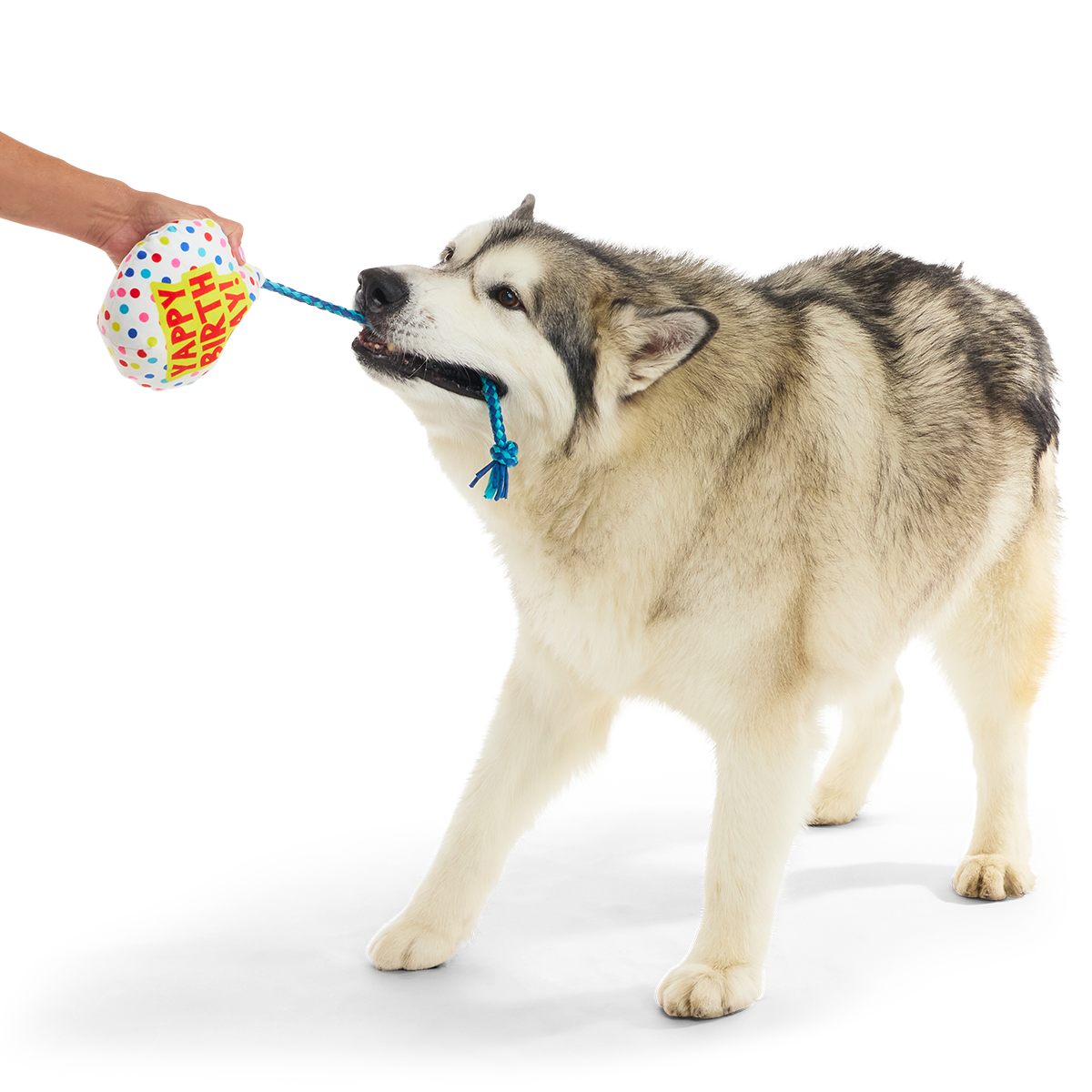 Yappy Birthday Balloon Plush Tug Dog Toy - Image 3