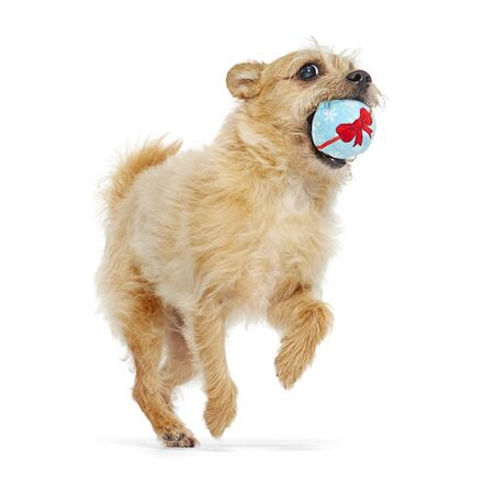 Wripping Pupper Ball Durable Super Chewer 2-in-1 Rip and Reveal Dog Toy - Image 5