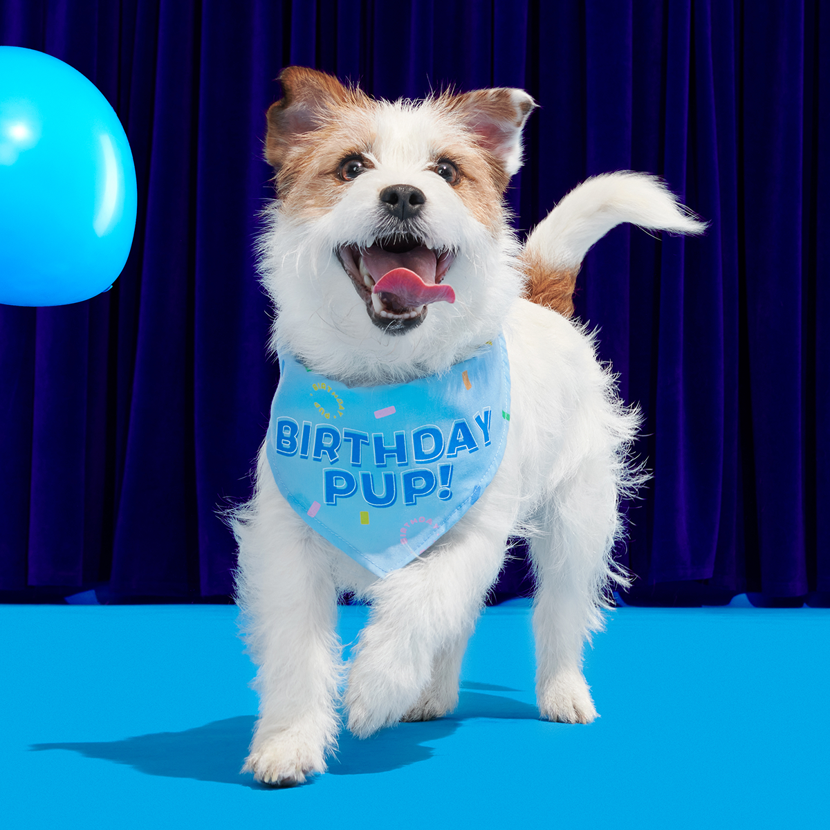 Birthday Super Chewer Box (Toy-Only) - One Month Gift Box - Image 12