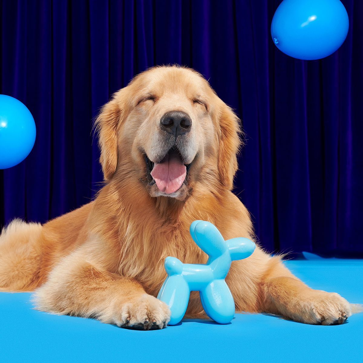 Birthday Super Chewer Box (Toy-Only) - One Month Gift Box - Image 16