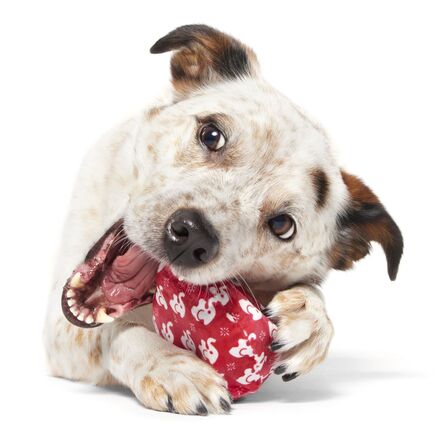 White Smellephant Durable Super Chewer 2-in-1 Rip and Reveal Dog Toy - Image 5