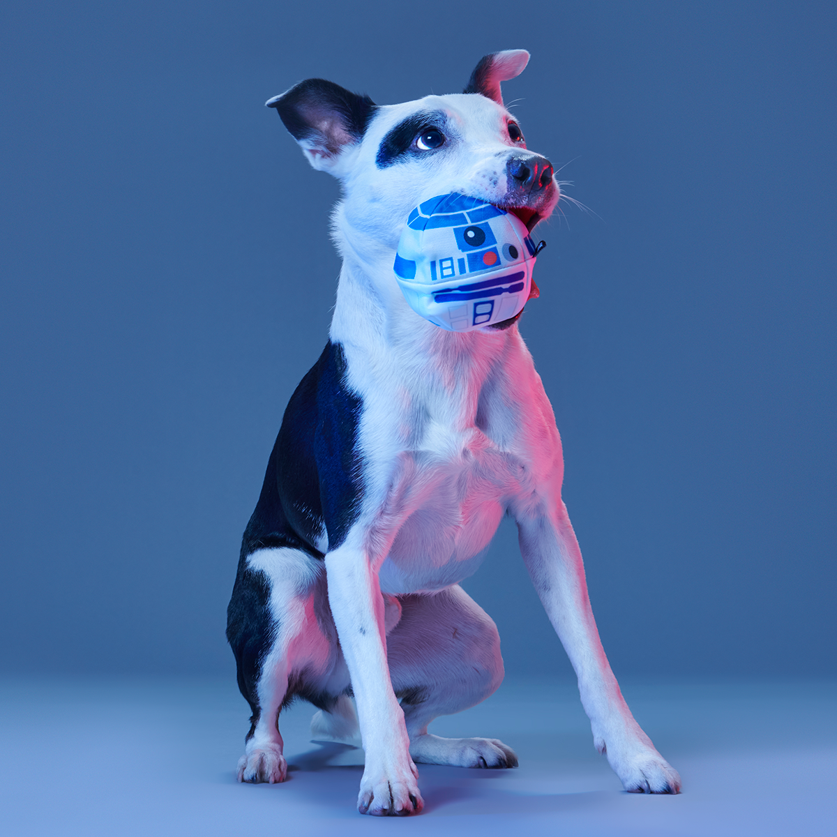 Chew Are My Only Hope Super Chewer Durable 2-in-1 + Fetch Dog Toy - Image 6