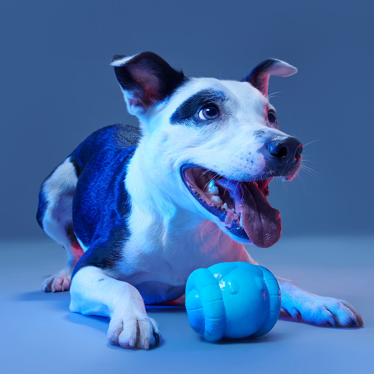 Chew Are My Only Hope Super Chewer Durable 2-in-1 + Fetch Dog Toy - Image 7