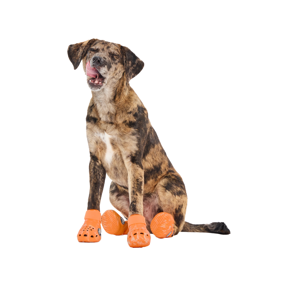 Crocs™ Shoes For Dogs - Image 5