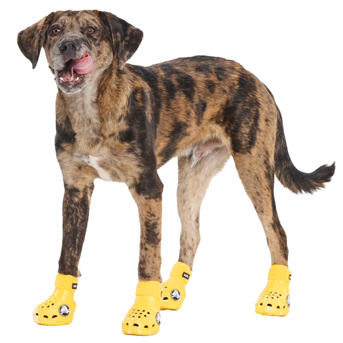 Crocs™ Shoes For Dogs - Image 14
