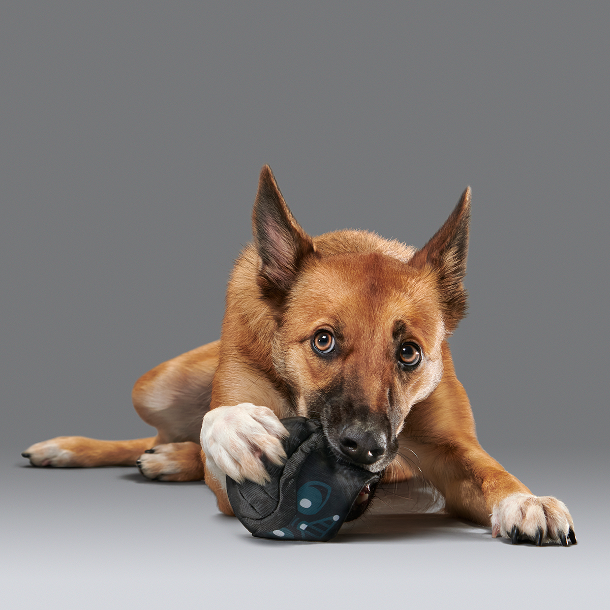 Power of the Bark Side Super Chewer Durable 2-in-1 + Fetch Dog Toy - Image 3
