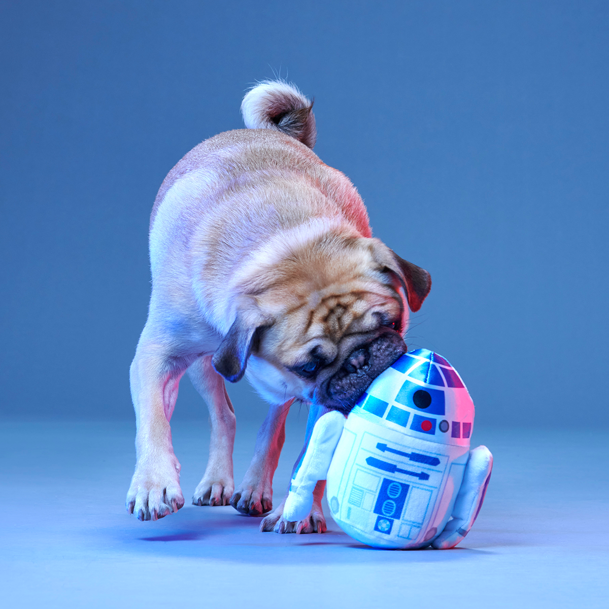 The Droid You're Looking For Plush 2-in-1 + Fetch Dog Toy - Image 6