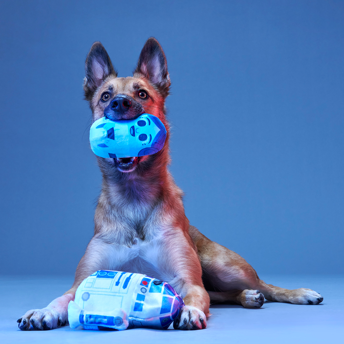 The Droid You're Looking For Plush 2-in-1 + Fetch Dog Toy - Image 3