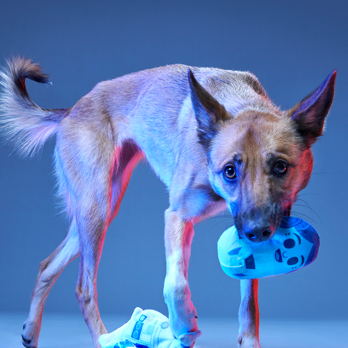 The Droid You're Looking For Plush 2-in-1 + Fetch Dog Toy - Image 4