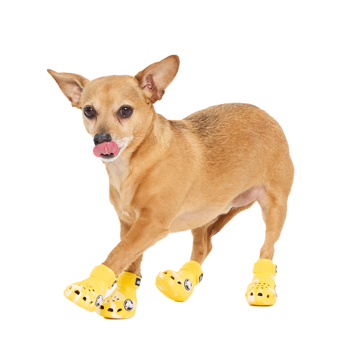 Crocs™ Shoes For Dogs - Image 2